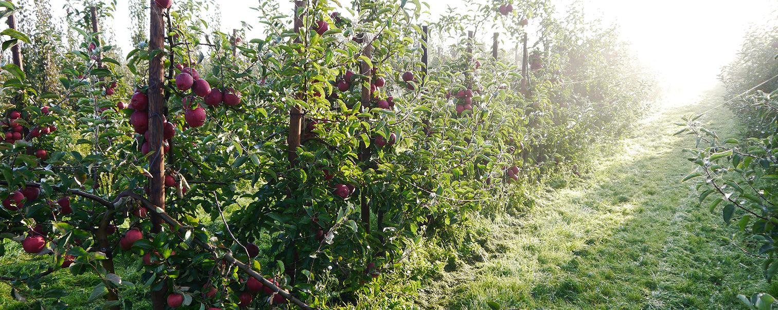 Frische rote Äpfel, aus eigenem Anbau von Brunckhorst in Buxtehude