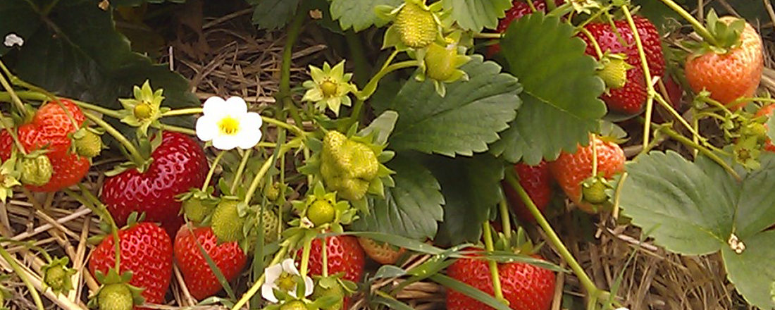 Erdbeeren genießen, Familienbetrieb Brunckhorst in Buxtehude