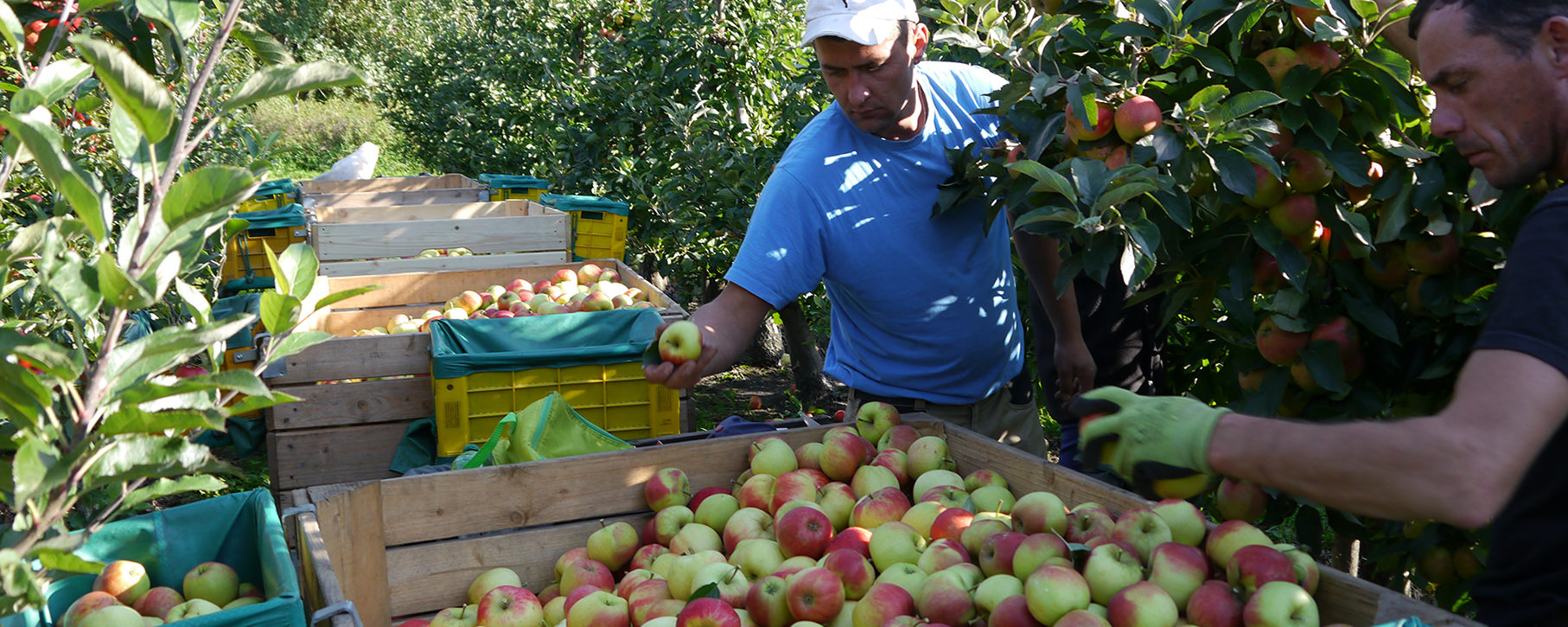 Knackige frische Äpfel in Buxtehhude kaufen